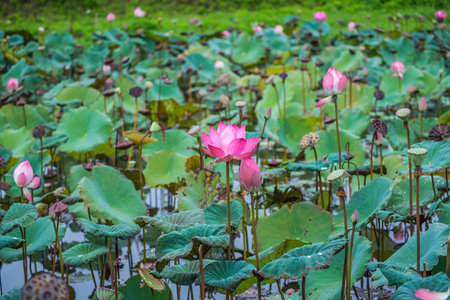 Pink lotus flowers in pond field at naturalの写真素材