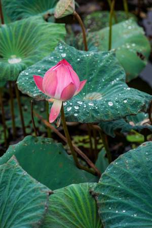 Pink lotus flowers in pond field at naturalの写真素材