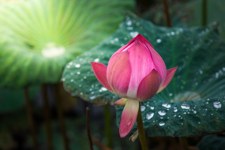 Pink lotus flowers in pond field at naturalの写真素材