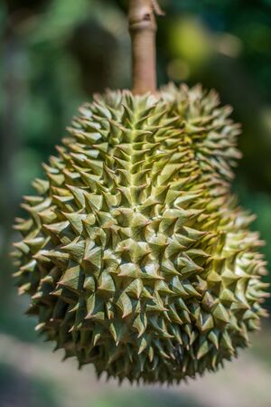 Durian tree, Fresh durian fruit on treeの写真素材