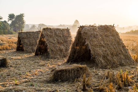 The native hut was built as a tourist accommodation and is a cottage built from rice straw used to feed animals after the harvest seasonの写真素材