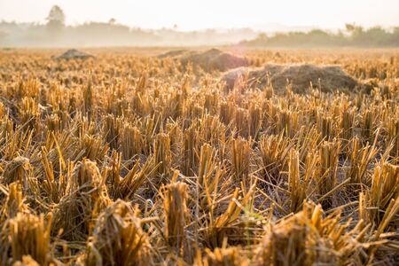 Rice stump in after paddy field harvest season at Thailandの写真素材