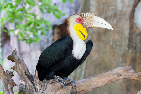 Hornbill is very big beak and big size of birds, hornbill live in rain forest that have many big size of trees.の写真素材