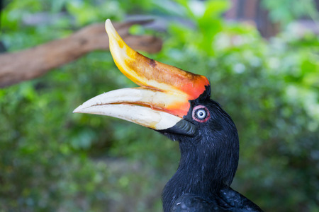 Hornbill is very big beak and big size of birds, hornbill live in rain forest that have many big...