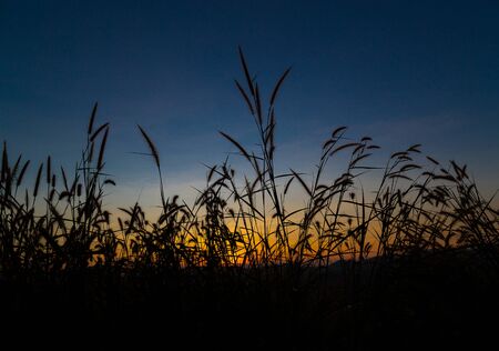 The silhouette grass on the top of mountain.The beautiful silhouette grass in the dark before sunrise.の写真素材