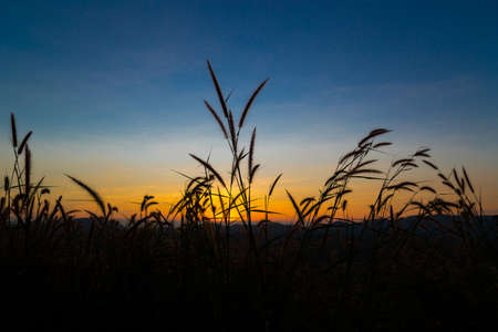 The silhouette grass on the top of mountain.The beautiful silhouette grass in the dark before sunrise.の写真素材