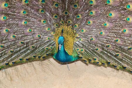 The peacock spread tail-feathers on ground.の写真素材