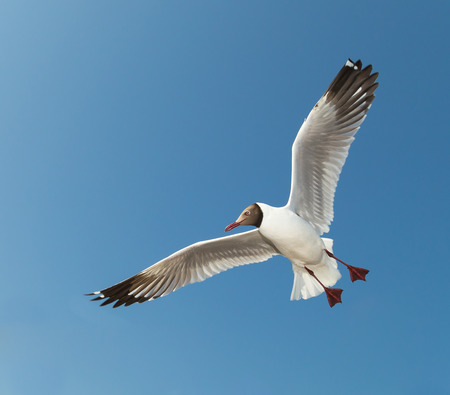 The seagull flying with wind on the blue sky. This image focus at it's head while it is flying.の写真素材