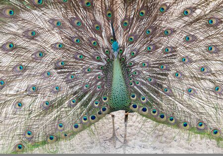 The peacock spread tail-feathers on ground.の写真素材