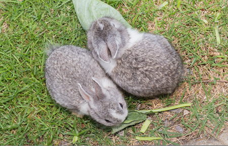 Little rabbits, bunny playing on the green grass.の写真素材