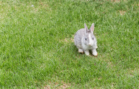 Little rabbits, bunny playing on the green grass.の写真素材