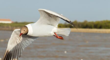 The seagull flying.の写真素材