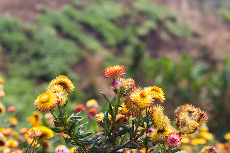 The bees flying on flower , everlasting.