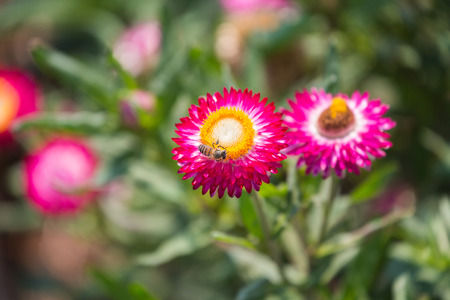 The bees flying on flower , everlasting.の写真素材