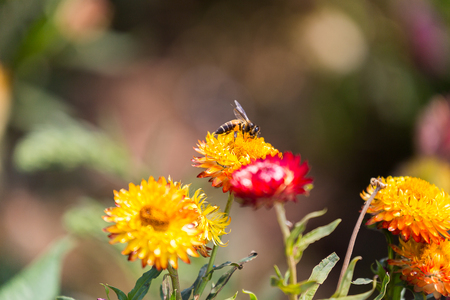 The bees flying on flower , everlasting.の写真素材