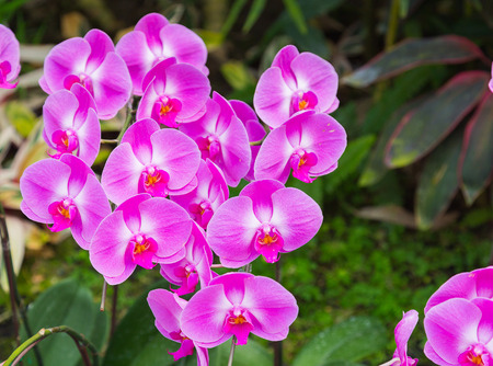 Phalaenopsis are blooming in the flora garden, one kind of orchid that is very beautiful and colorful flowers.の写真素材