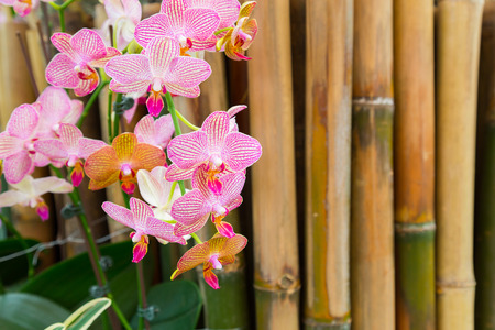 Phalaenopsis are blooming in the flora garden, one kind of orchid that is very beautiful and colorful flowers.の写真素材