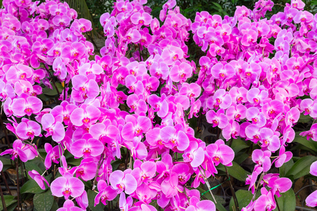 Phalaenopsis are blooming in the flora garden, one kind of orchid that is very beautiful and colorful flowers.の写真素材