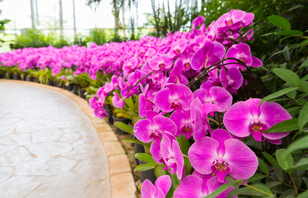 Phalaenopsis are blooming in the flora garden, one kind of orchid that is very beautiful and colorful flowers.の写真素材