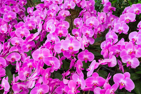 Phalaenopsis are blooming in the flora garden, one kind of orchid that is very beautiful and colorful flowers.の写真素材