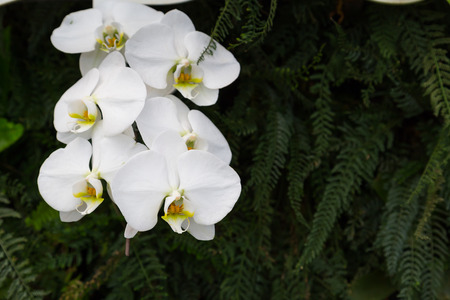Phalaenopsis are blooming in the flora garden, one kind of orchid that is very beautiful and colorful flowers.の写真素材