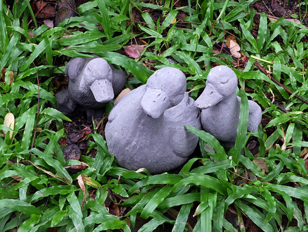 the duck on grass,it item of coffee shopの写真素材