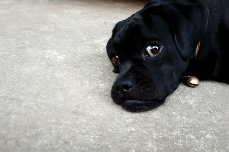 a watching black dogの写真素材