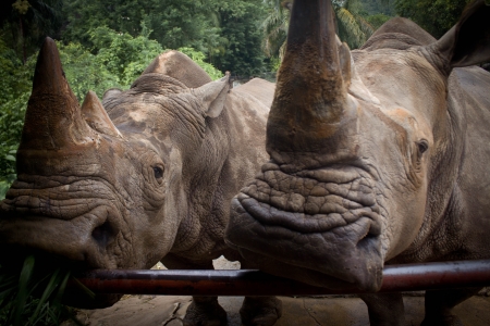 rhinoの写真素材