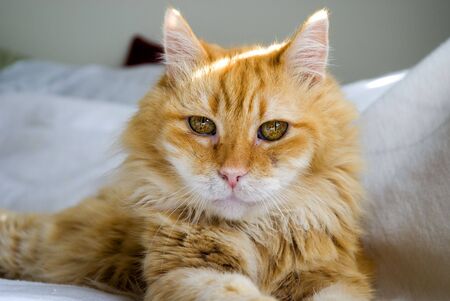 domestic catの写真素材