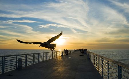a seagull flies over a fishing pier at sunset in Hermosa Beach,Californiaの写真素材