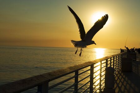 a seagull flys off into the sunset over the oceanの写真素材