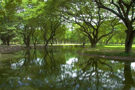 several old trees reflected in a pond
