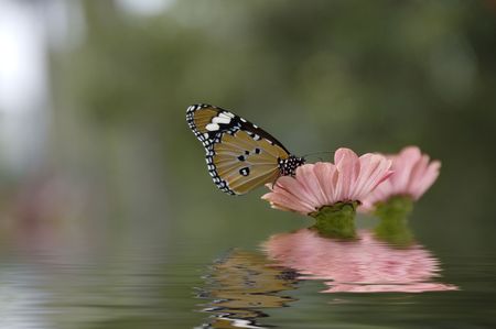 butterfly feeding on a flowerの写真素材