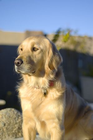 Golden retriever dogの写真素材
