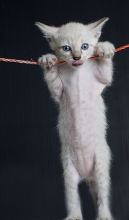 Small white kitten standing up with paws on a rope with black backgroundの写真素材