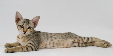 Kitten laying downの写真素材