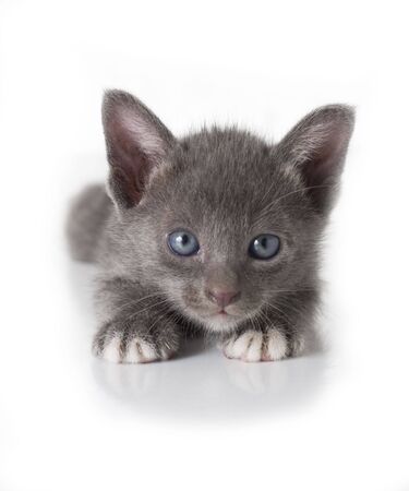 Grey kitten isolated on whiteの写真素材