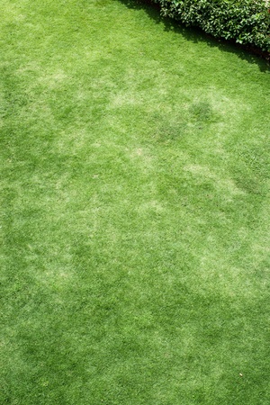 Green grass backgroundの写真素材