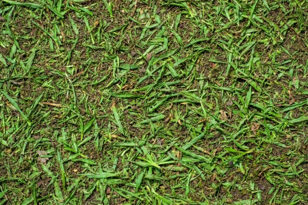 Cutted grass backgroundの写真素材
