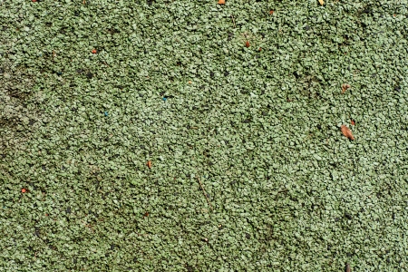 Green playground soft rubber surfaceの写真素材