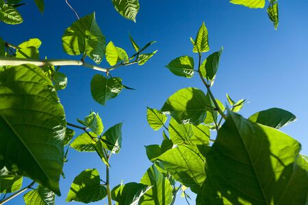 look up at the blue sky between green leavesの写真素材