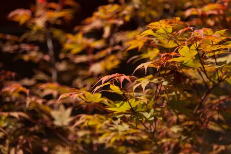 Background from beautiful maple leaves