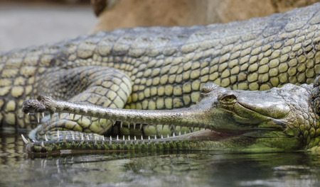 Crocodile in ZOO Prag, Czech Republicの写真素材