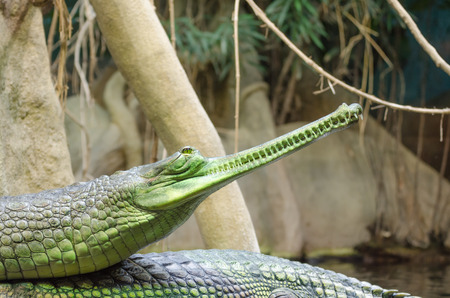 Crocodile in ZOO Prag, Czech Republicの写真素材