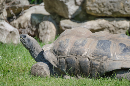 Turtle in ZOO Prag, Czech Republicの写真素材
