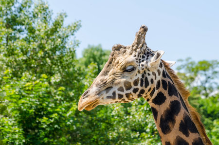 Giraffe in zoo Prague, clean nice day