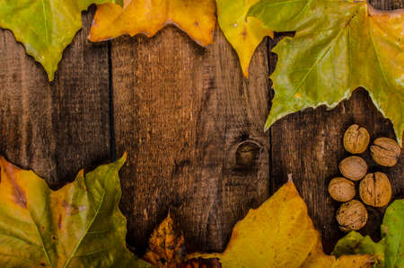 Autumn leaves on wood board, beauty of natureの写真素材