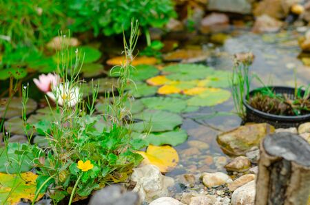 Natural pond in garden, bio garden with watterfall and water liliesの写真素材