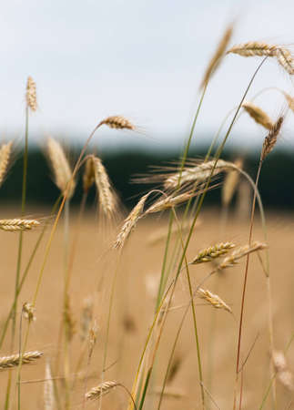 close up of sheaves of corn with out of focus backgroundの写真素材