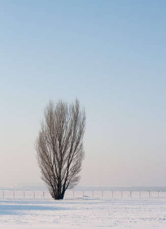 Isolated tree in winter landscape